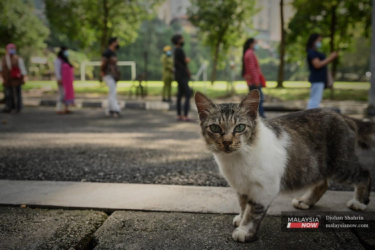 Several animals around the world including dogs and cats have tested positive for Covid-19, which has killed more than two million people worldwide.