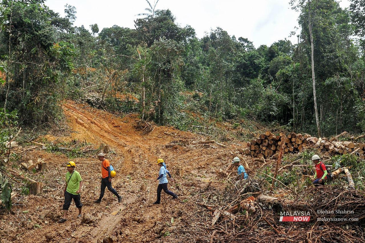 Environmentalists warn that many of the country's forests have been destroyed, underscoring the importance of preserving those which remain.