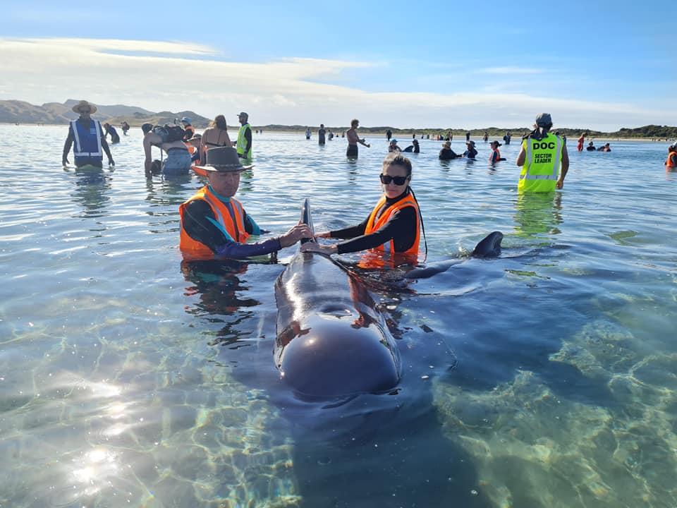 This handout photo taken and received from whale rescue charity Project Jonah via New Zealand's Department of Conservation on Feb 22 shows rescuers racing to save dozens of pilot whales that beached on a stretch of New Zealand coast at Farewell Spit, notorious for mass strandings. Photo: AFP