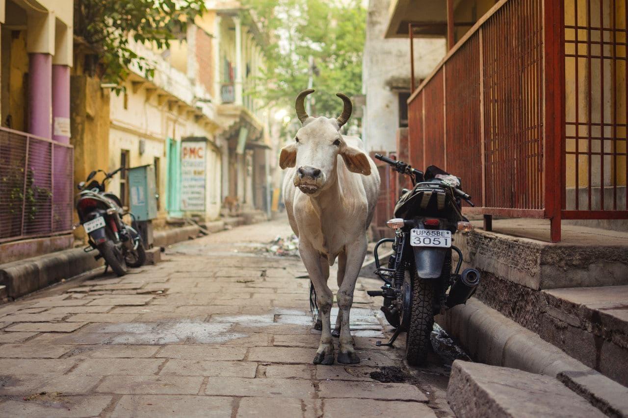 Cows are revered in Hindu-majority India, with eating or slaughtering them banned in some states. Photo: Pexels