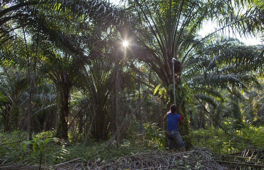 A worker harvests palm fruits from a plantation on March 6, 2019. Palm oil prices hit their highest in more than 10 years yesterday on strong market sentiment. Photo: AP