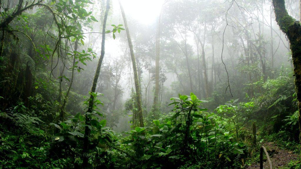 jungle-rainforest-pexels-1024x574