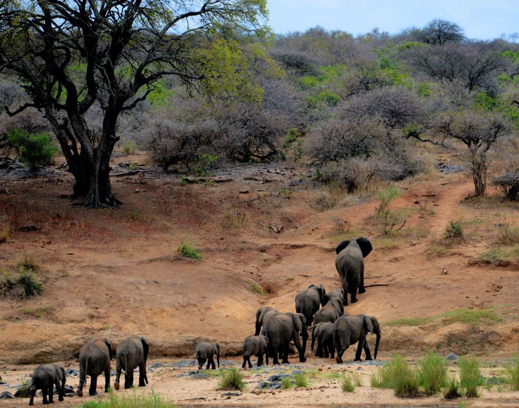 African forest and savanna elephants are now critically endangered, the International Union for the Conservation of Nature reports. Photo: Pexels