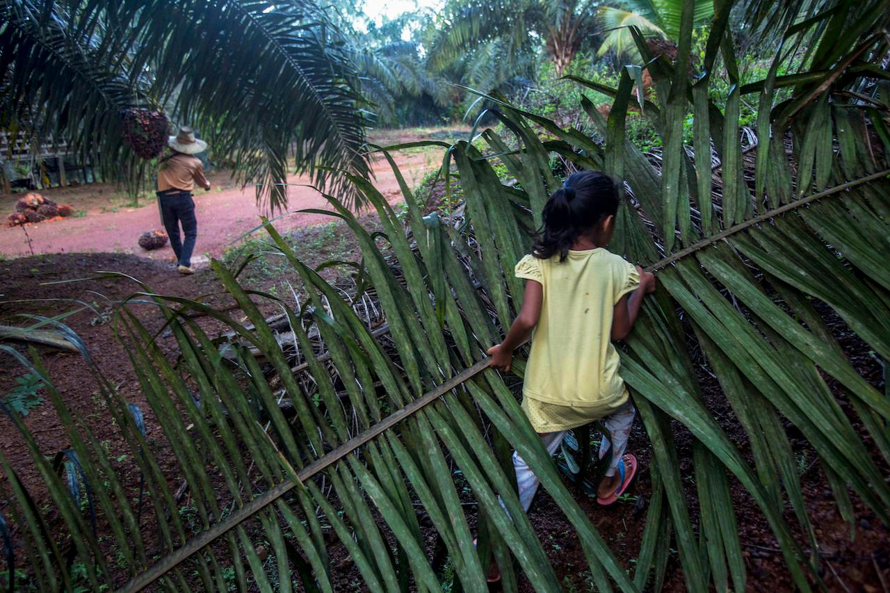 A child helps her parents work on a palm oil plantation in Sabah, Dec 10, 2018. Poverty is one of many reasons why child marriage persists in some segments of society, activists say. Photo: AP