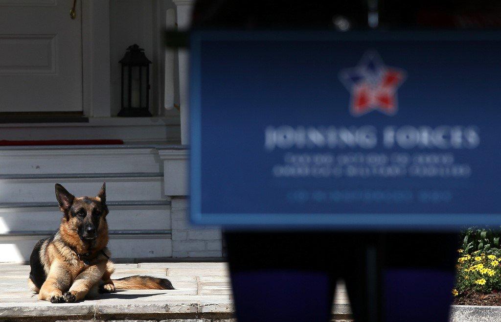 One of US President Joe Biden's dogs, Champ, seen during a Joining Forces service event at the Naval Observatory in Washington DC on May 10, 2012. Biden's other dog Major has been involved in two biting incidents since moving to the White House. Photo: AP
