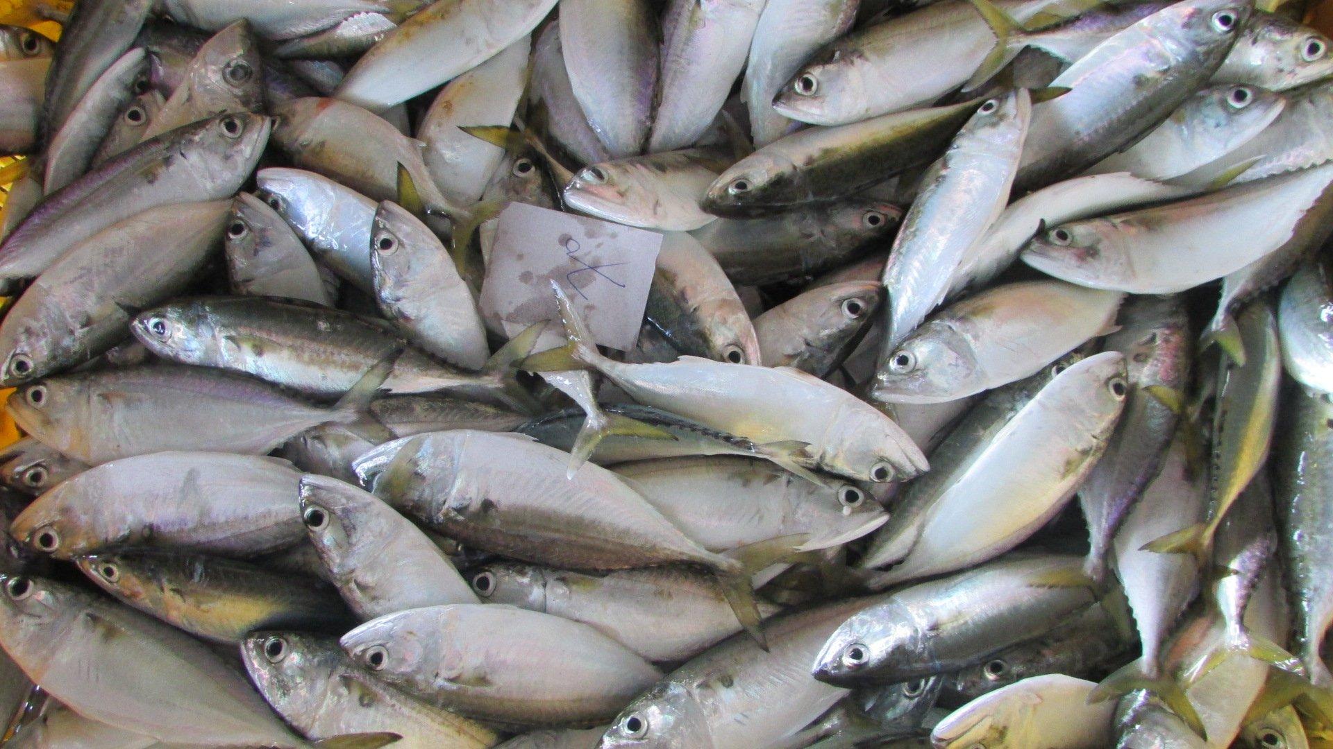 Ikan kembung dianggap sebagai ikan rakyat kerana menjadi antara sumber protein utama pengguna Malaysia. Gambar: CAP