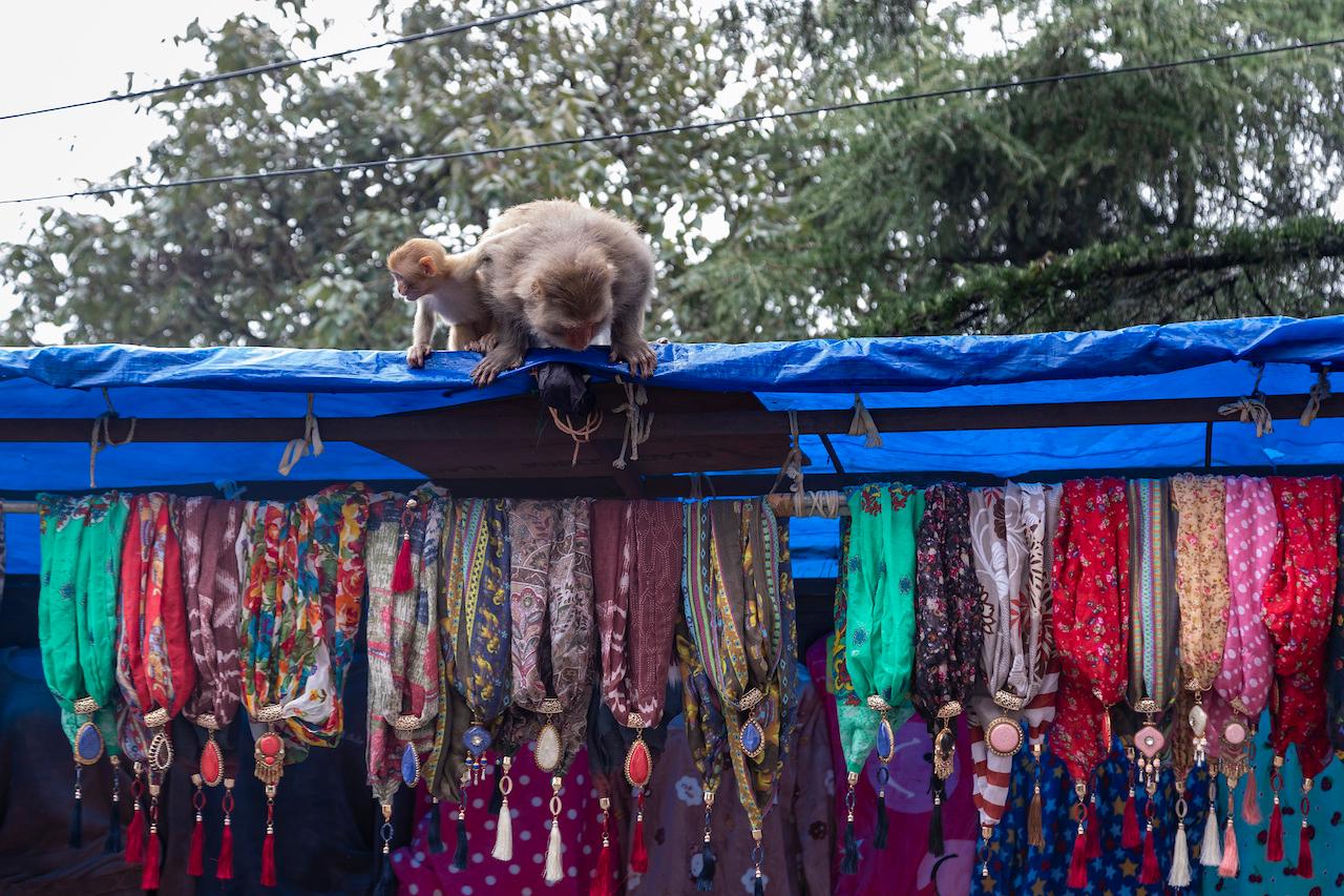 A macaque mother prepares to raid a roadside stall for a packet of crisps in Dharmsala, India, Aug 26, 2020. Authorities across India have been grappling with the menace posed by monkeys in Delhi and other populated cities, where they often enter homes in search of food. Photo: AP