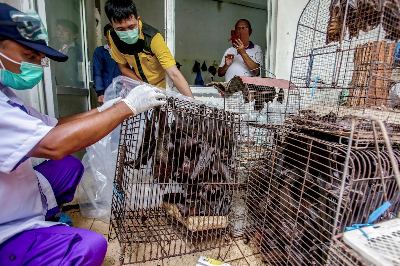 Health officials inspect bats to be confiscated and culled in the wake of the coronavirus outbreak at a live animal market in Solo, Central Java, Indonesia, March 14, 2020. Photo: AP