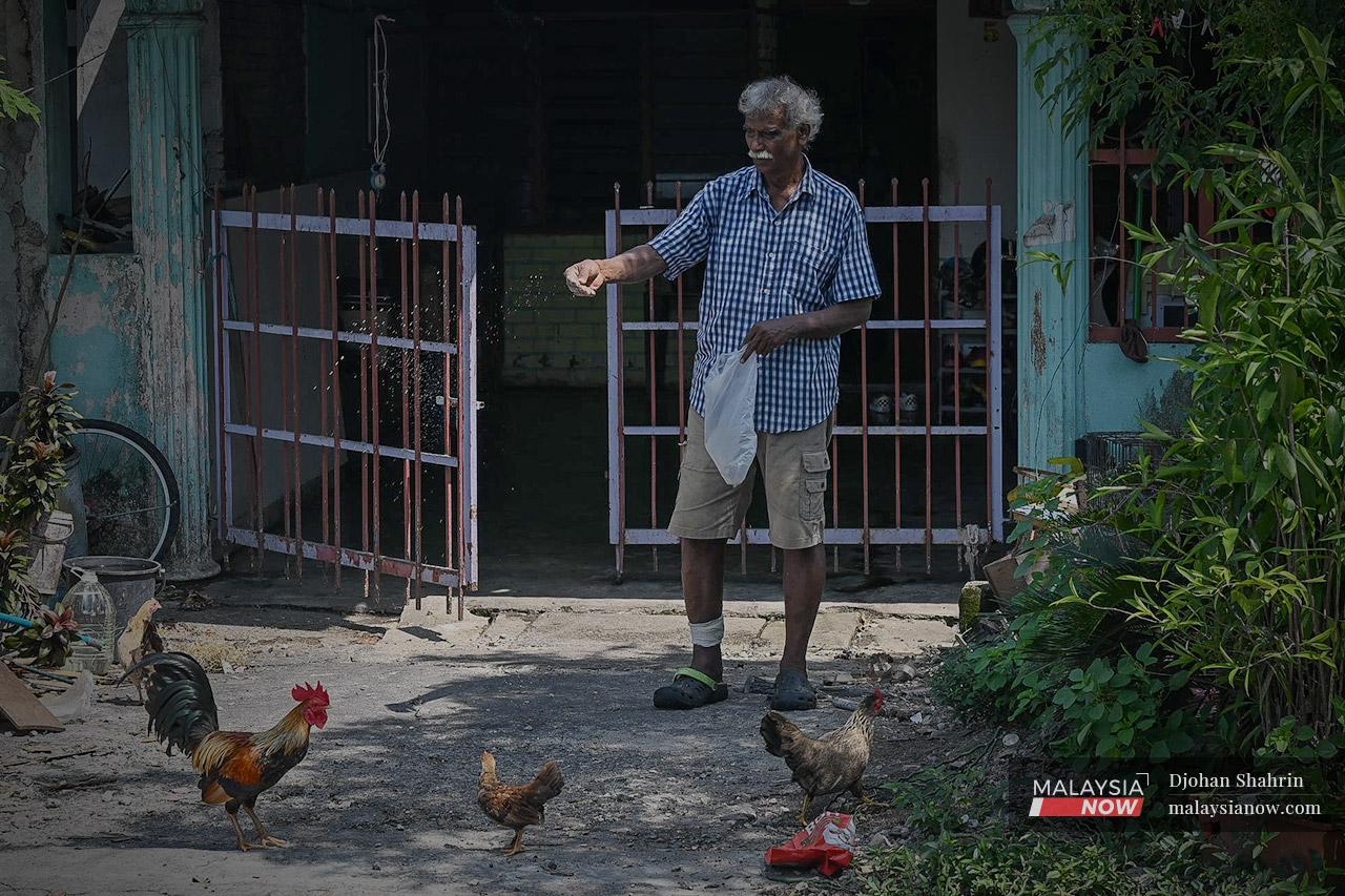 A Arullapan, 74, feeds a flock of chickens outside his small house in Taman Sri Nanding, Hulu Langat in Selangor. He sells these birds for RM150 a pair in order to supplement the pension he receives as a retired soldier.