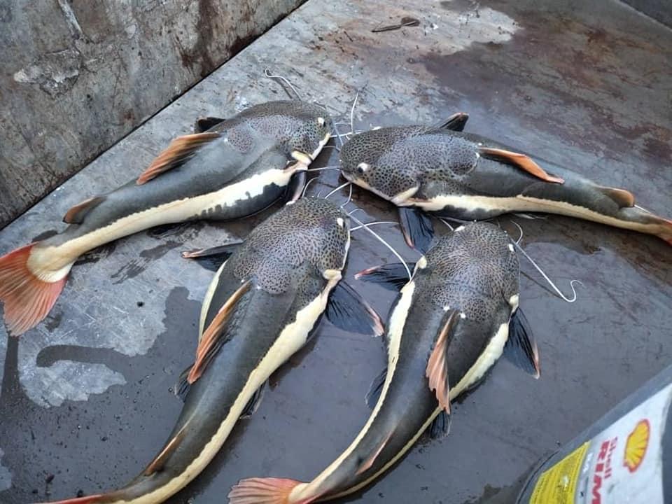 Ikan keli redtail yang ditemui di Sungai Perak adalah sejenis ikan pemangsa berasal dari Sungai Amazon.