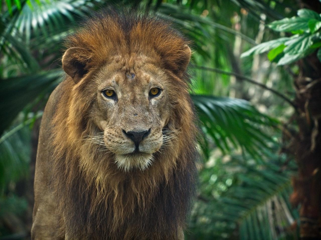 lion-wildlife-pexels-050521