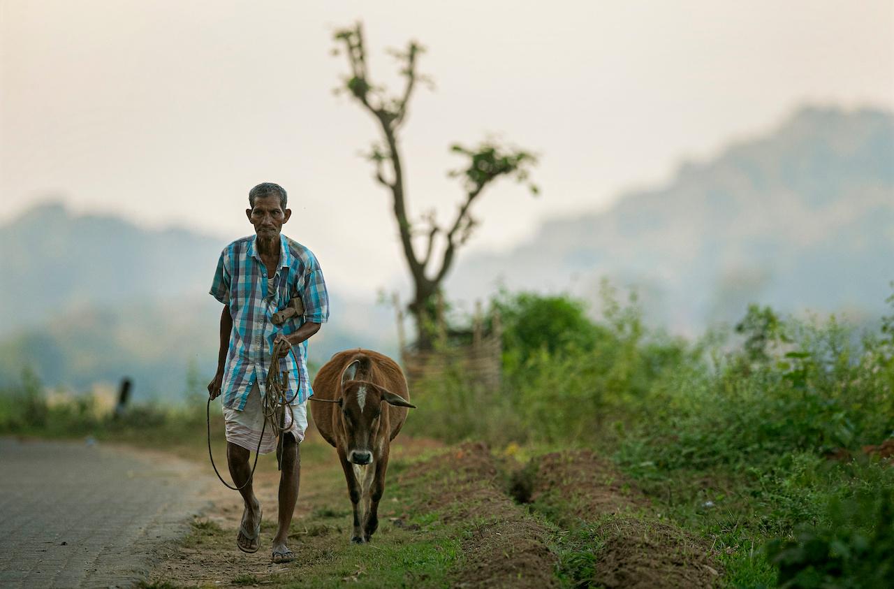 An Indian man walks with a cow on the outskirts of Gauhati, northeastern Assam state, India, Nov 9, 2020. In Hinduism, the cow is a sacred symbol of life and the earth. Photo: AP