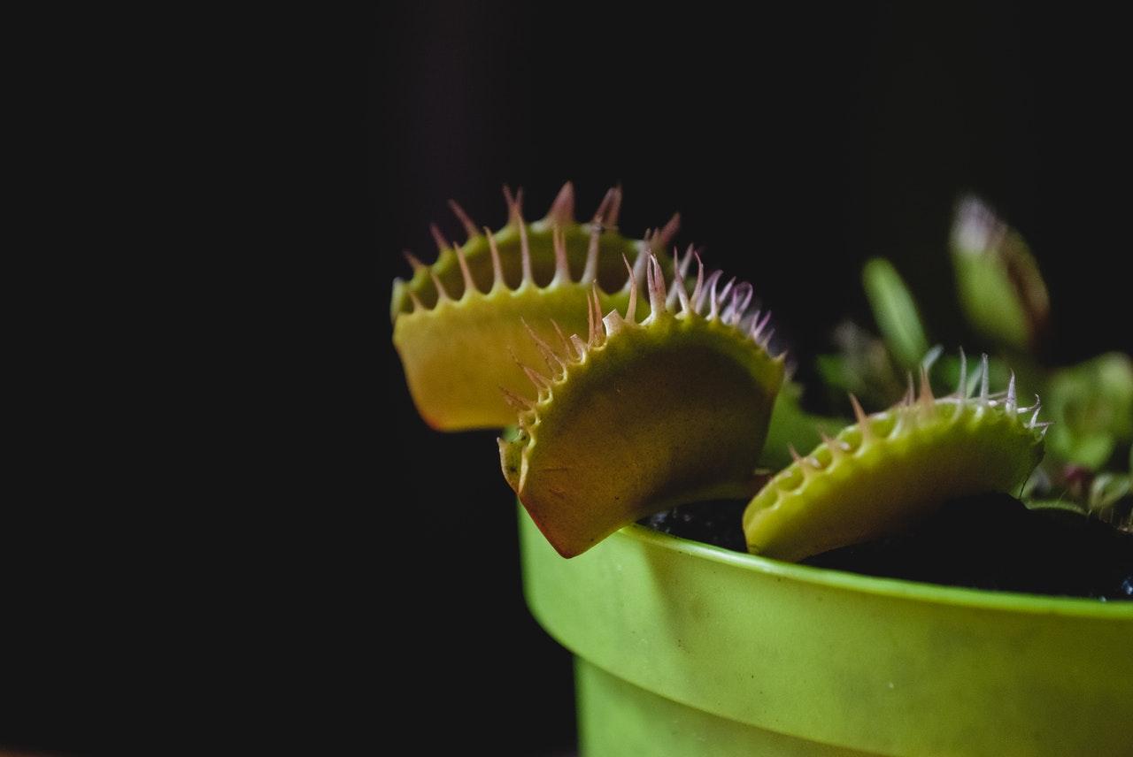 Venus flytraps are perennial carnivorous plants, notable for being able to catch and digest their unusual diet of flies, mosquitoes and other insects and small animals. Photo: Pexels