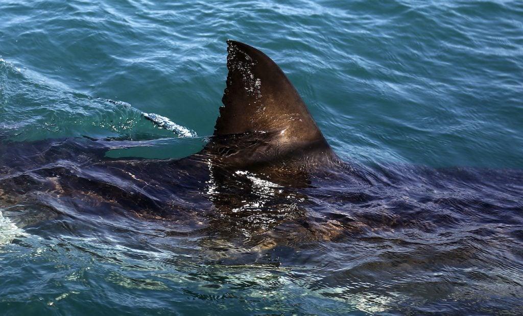 White Sharks are one of three types most frequently involved in serious shark bites in New South Wales, alongside Bull and Tiger Sharks. Photo: AP