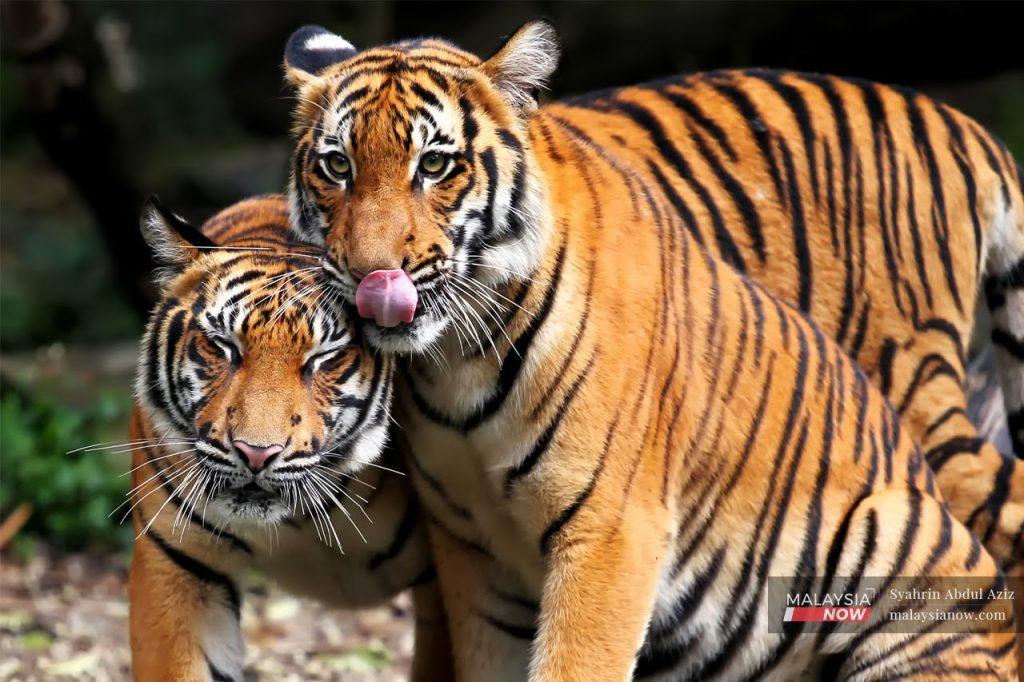 Officials in Suzhou say the use of tigers for performances has been banned since 2018.