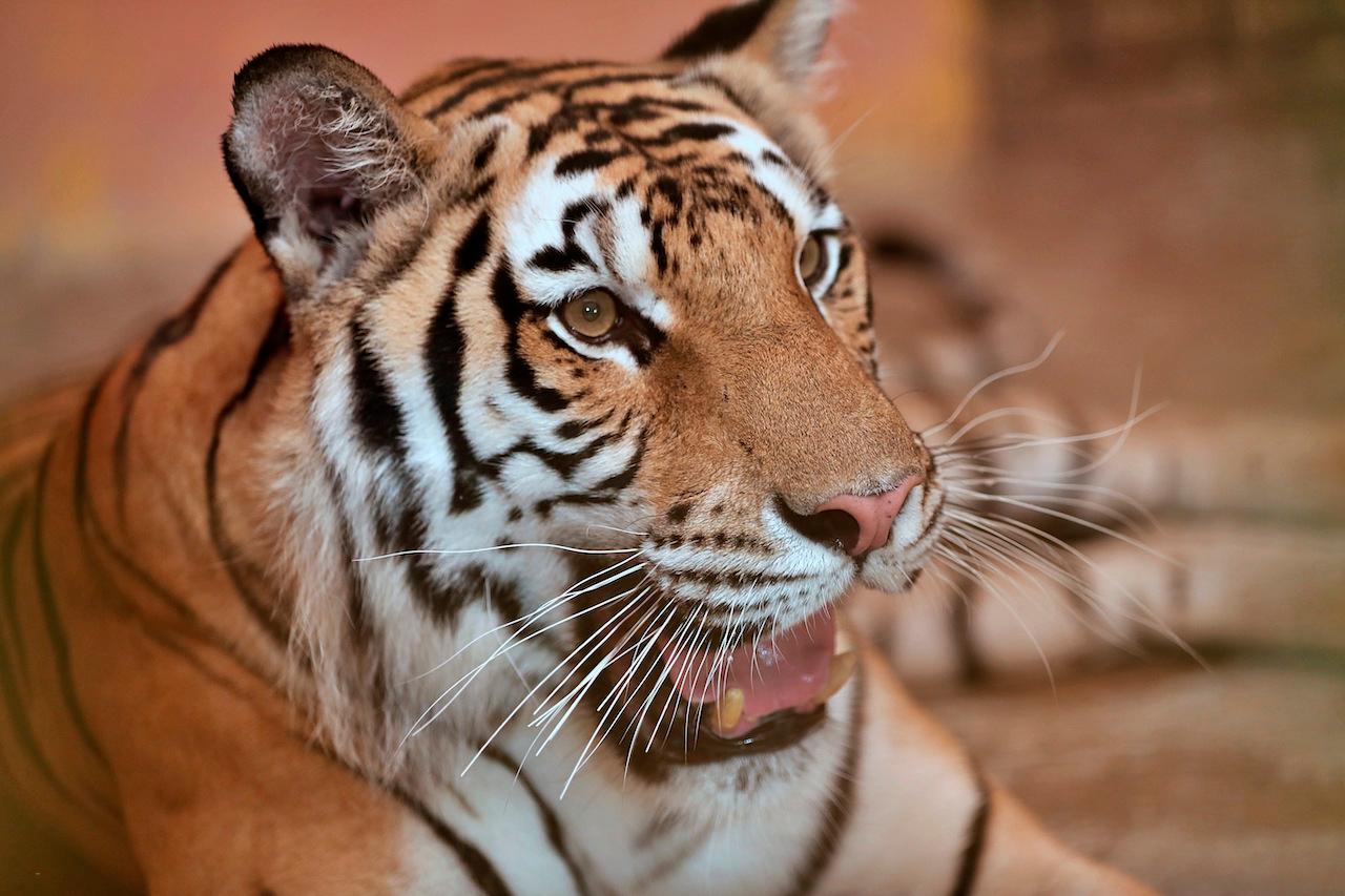 Only a few thousand Bengal tigers remain in the wild. Photo: AP