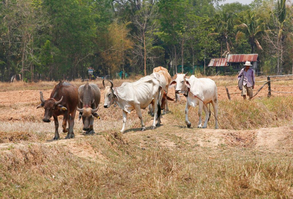 Wabak LSD yang menjangkiti lembu di Thailand dikhuatiri bakal menyebabkan kerugian kepada penternak tempatan di Malaysia jika import haiwan itu diteruskan. Gambar: AP