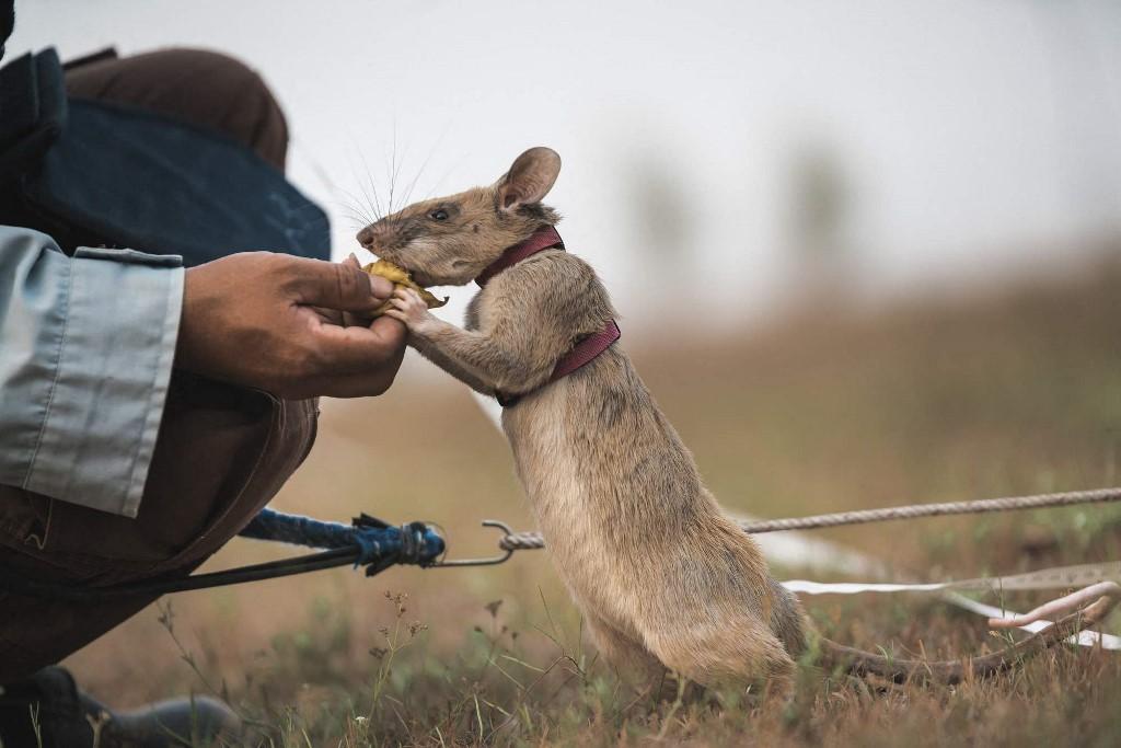 An undated handout picture released by UK veterinary charity PDSA on Sept 25, 2020 shows Magawa, an African giant pouched rat, receiving a treat while at work detecting landmines in Cambodia. Photo: AFP