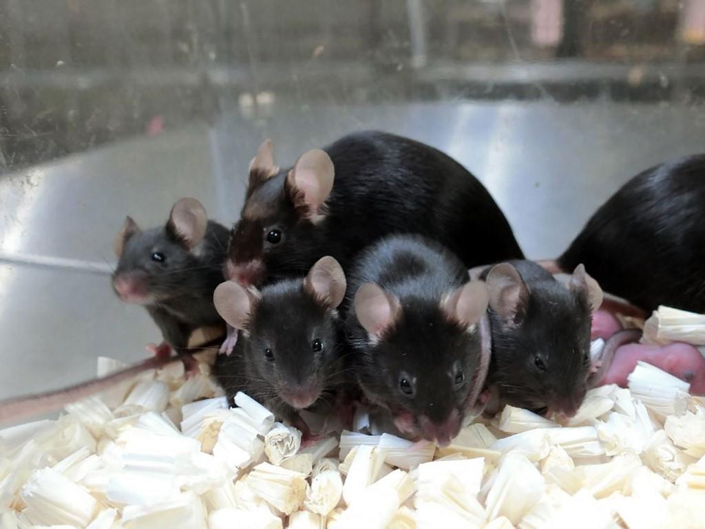 This Sept 11, 2020 image courtesy of Teruhiko Wakayama, University of Yamanashi, shows healthy offspring and next generation of mice derived from space-preserved spermatozoa. Photo: AFP