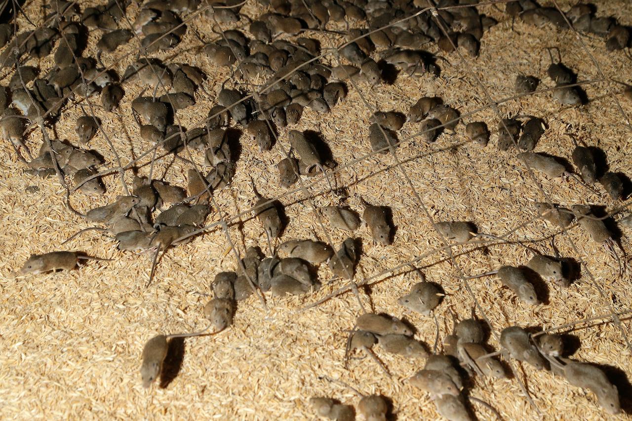 Mice scurry around stored grain on a farm near Tottenham, Australia on May 19. Photo: AP