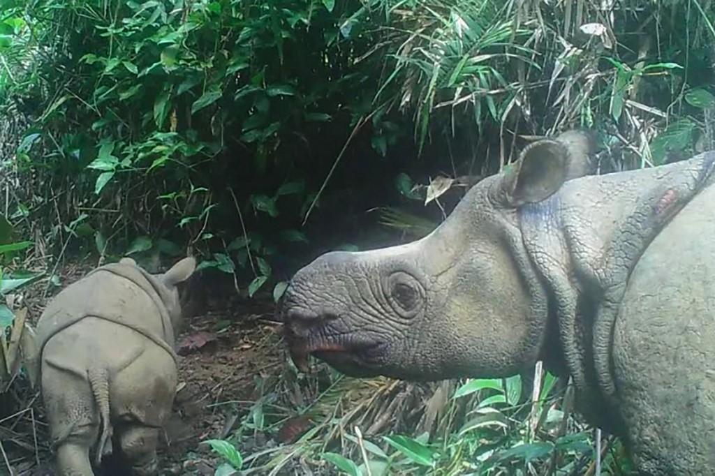 This handout still image taken from video footage on May 22, 2020 and released by the environment and forestry ministry on Sep 20, 2020 shows a male Javan rhinoceros calf named Luther (left) in Ujung Kulon national park in Indonesia’s Banten province. Two extremely rare Javan rhinoceros calves have been spotted in the park, boosting hopes for the future of one of the world's most endangered mammals. Photo: AFP