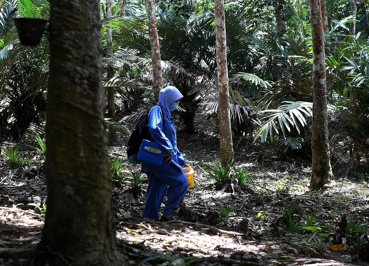 A health worker treks through a rubber plantation to administer vaccines for Covid-19 to the villagers in Kampung Kuala Kenong in Lipis, Pahang. Photo: Bernama