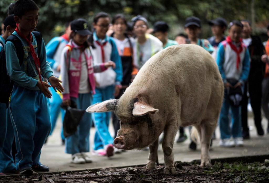 'Zhu Jianqiang' the pig, which became a national icon after surviving 36 days buried in rubble after a devastating earthquake in China 10 years ago. Photo: AFP