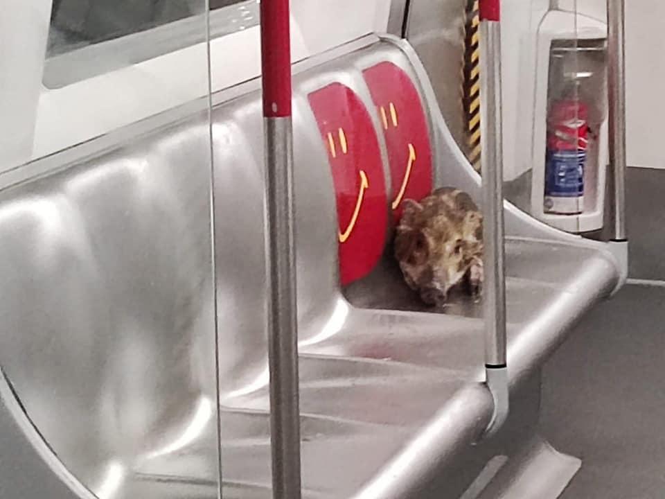 A young wild boar which made his way onto a Hong Kong subway train on Friday. Photo: Facebook