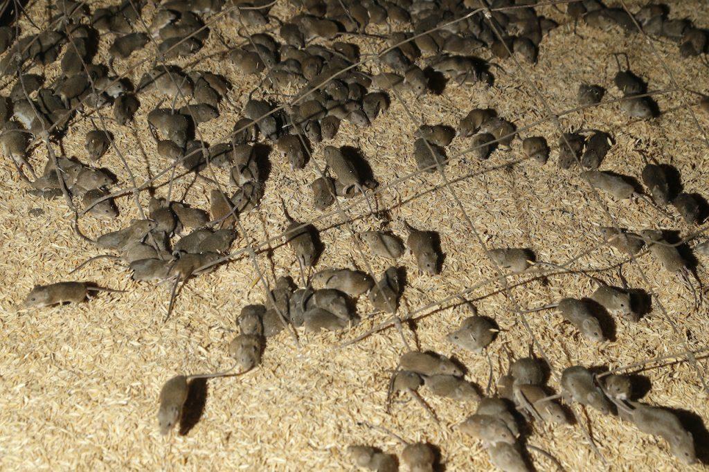 Mice scurry around stored grain on a farm near Tottenham, Australia on May 19. The mouse plague gripping parts of western New South Wales for the past nine months is estimated to have cost farmers more than A$1 billion in damage to winter crops Photo: AP
