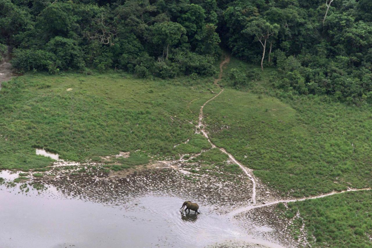 Gabon's old-growth trees are critical for the world as they hold more carbon than similar forests in the Amazon. Photo: AP