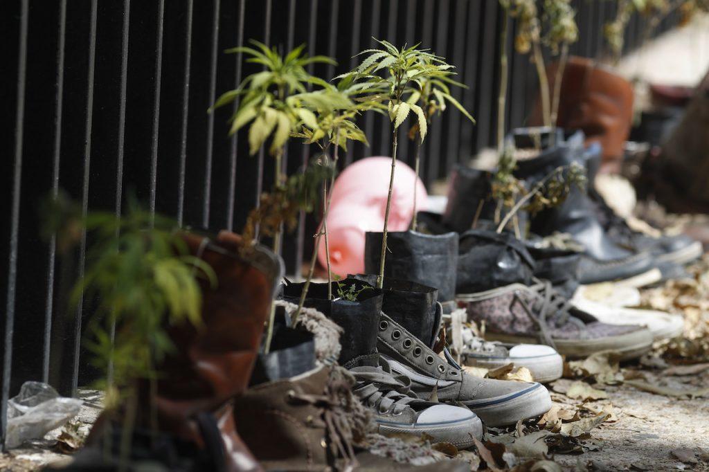 Marijuana plants grow inside discarded shoes at a makeshift camp outside of the Senate building in Mexico City, Nov 19, 2020. Photo: AP