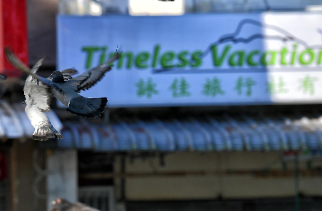 Pigeons fly past a closed travel agency at Jalan Main Bazaar in Kuching, Sarawak, on June 1, when the full lockdown came into force in the state and elsewhere across the country. Photo: Bernama