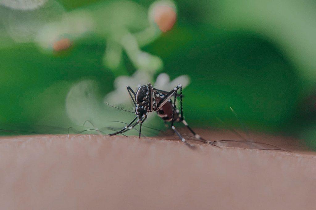 Mosquito-breeding areas in China have been systematically reduced, and insect repellents and treated protective nets have become standard. Photo: Pexels