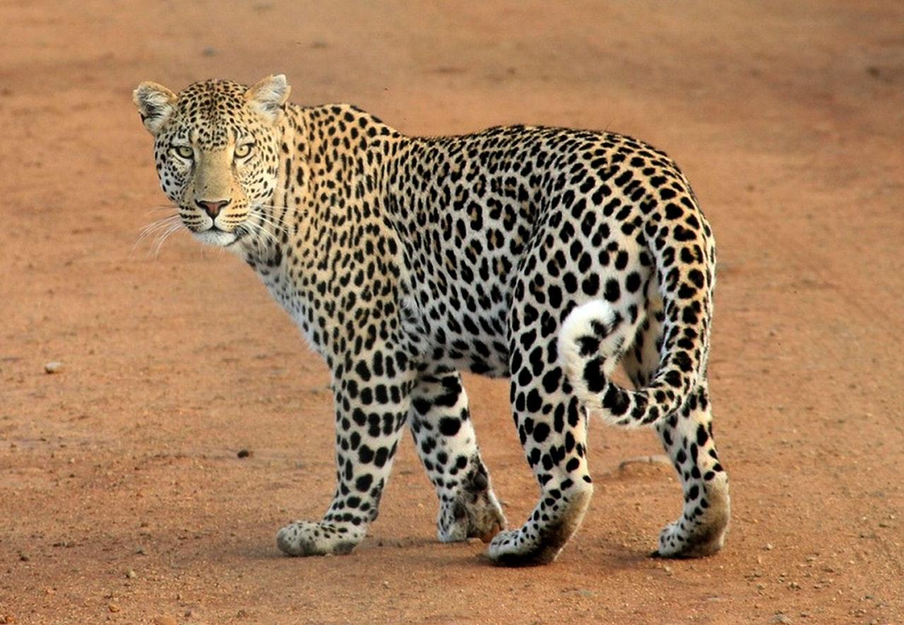 Leopard numbers in India grew more than 60% between 2014 and 2018 to almost 13,000, according to the government. Photo: Pexels