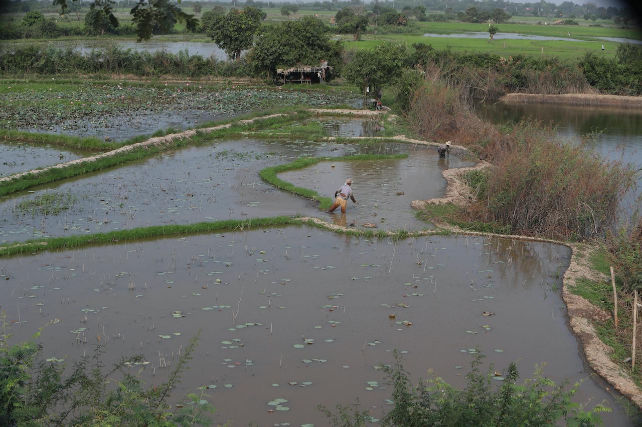 Cambodian farmers work in a padi field at a village in Kandal province, northeast Phnom Penh, Cambodia, March 15. Photo: AP