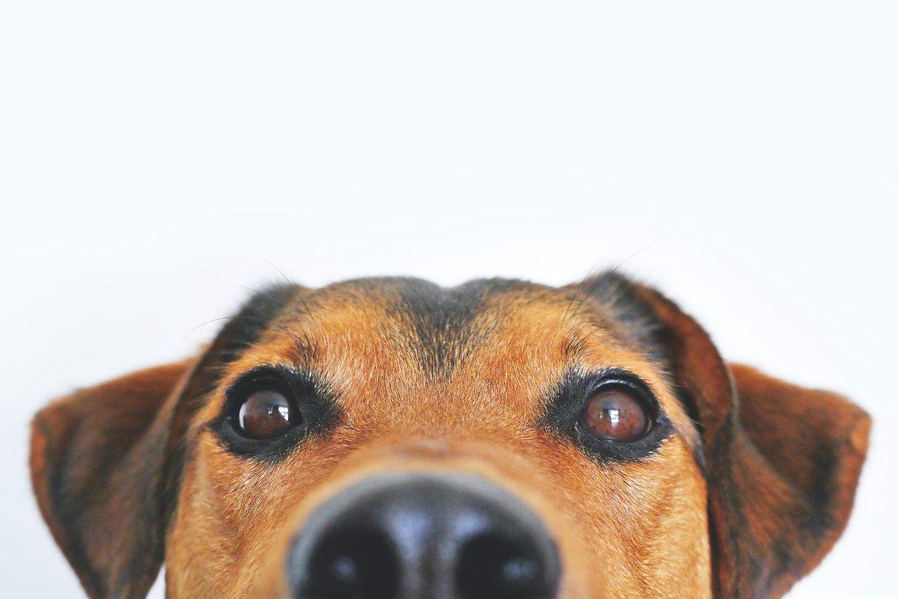 About one in five pets will catch Covid-19 from their owners, a new Dutch study has found. Photo: Pexels