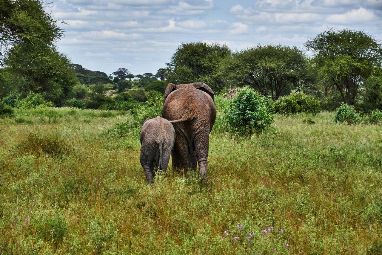 Plans are in the making for a herd of elephants born and raised in an English zoo to be flown to Kenya and introduced to the wild. Photo: Pexels