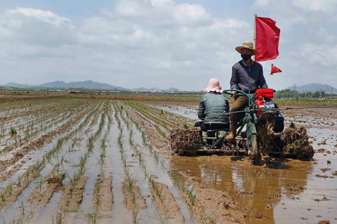 Farmers plant rice at the Namsa Co-op Farm of Rangnang District in Pyongyang, North Korea, May 25. Photo: AP