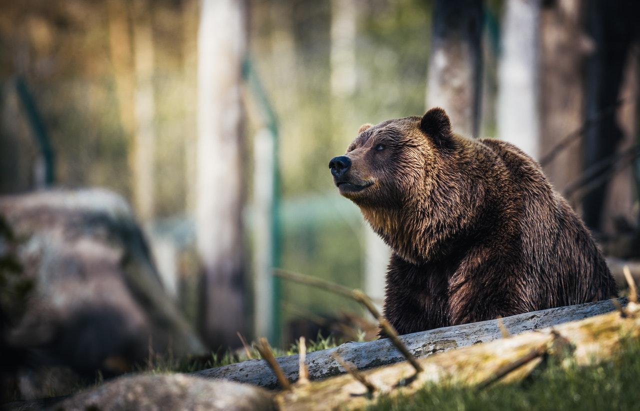 grizzly-bear-pexels-090721