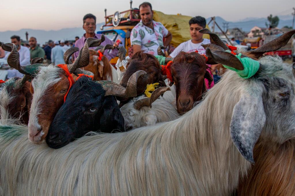 Goats huddle together as they are brought for sale at a market ahead of tge Eid al-Adha festival in Indian controlled Kashmir, July 16. Photo: AP
