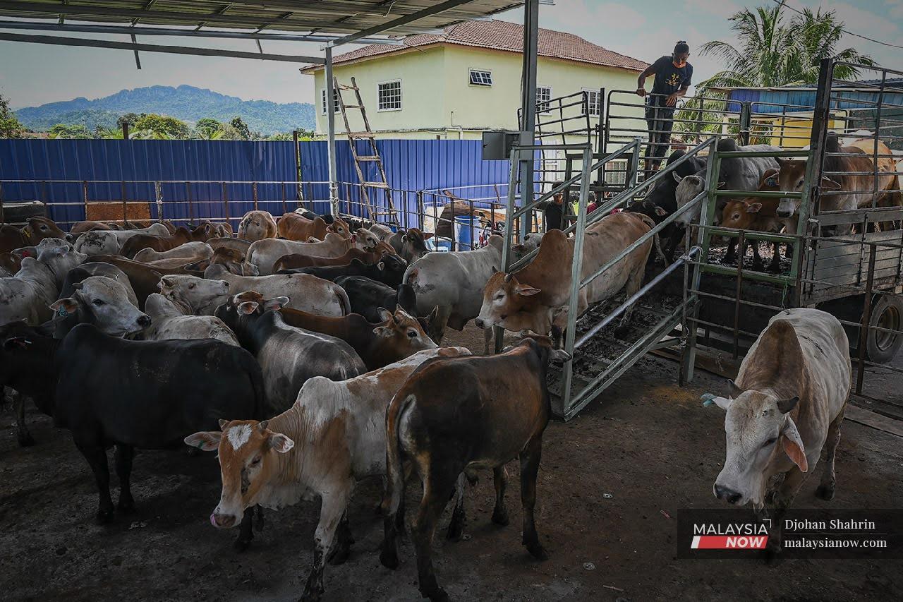Seorang pekerja Kumpulan Agro Selangor menurunkan lembu-lembu dari atas lori di rumah penyembelihan bagi persiapan Hari Raya Aidiladha yang disambut umat Islam hari ini. Aktiviti korban ketika pandemik tidak semeriah tahun-tahun sebelum ini ekoran sekatan pergerakan yang masih berkuat kuasa.