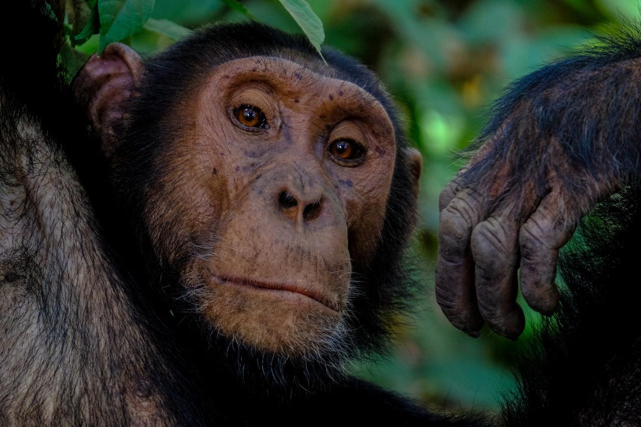 Chimpanzees, who share 98.7% of human DNA, are known to be aggressive and have some very basic traits often attributed only to humans. Photo: Pexels