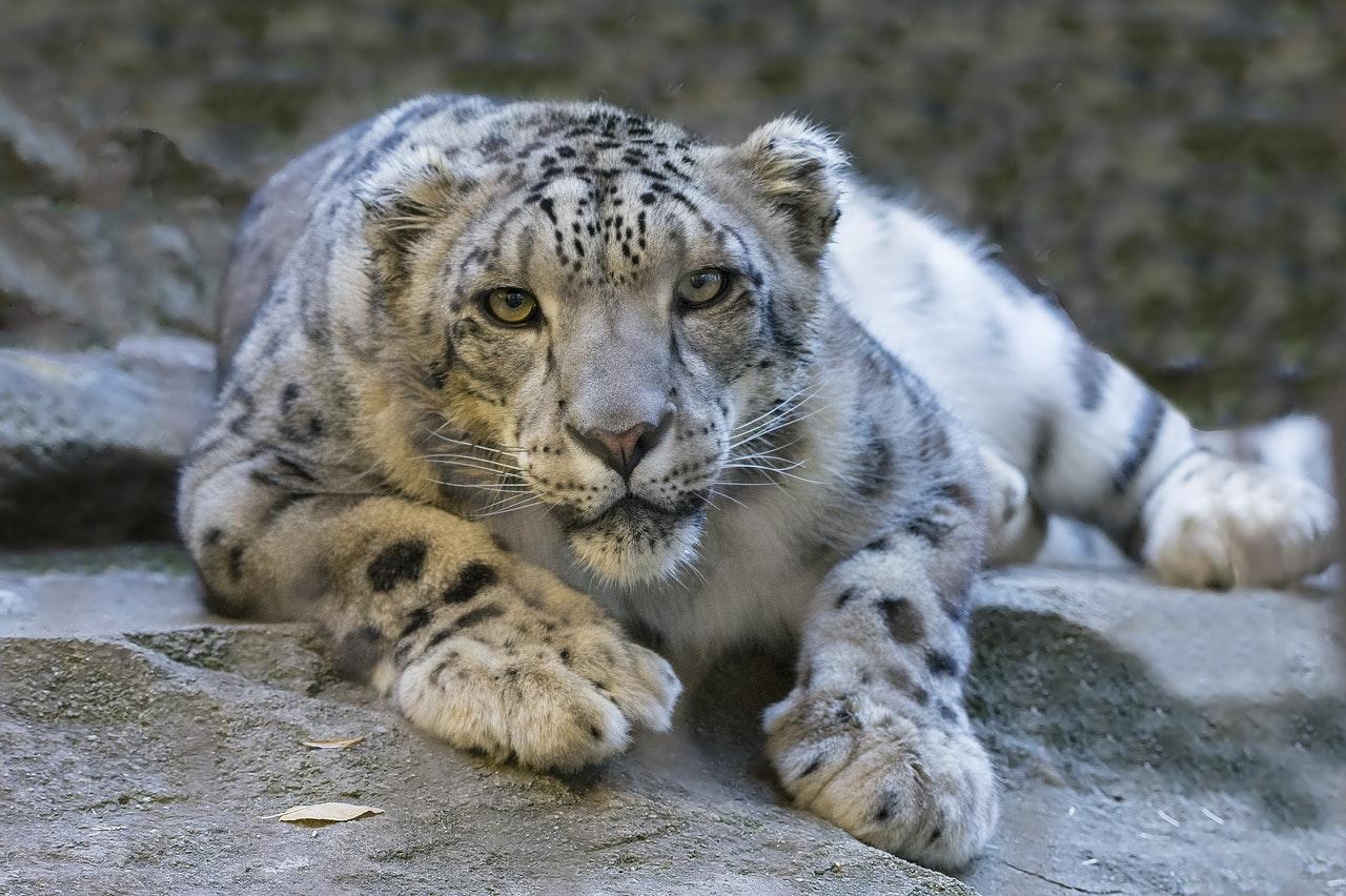 snow-leopard-pexels-270721
