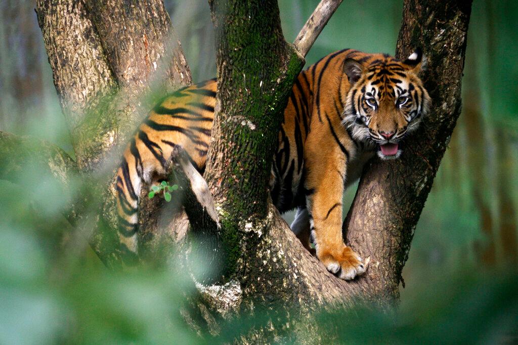 Indonesia Tiger Attack