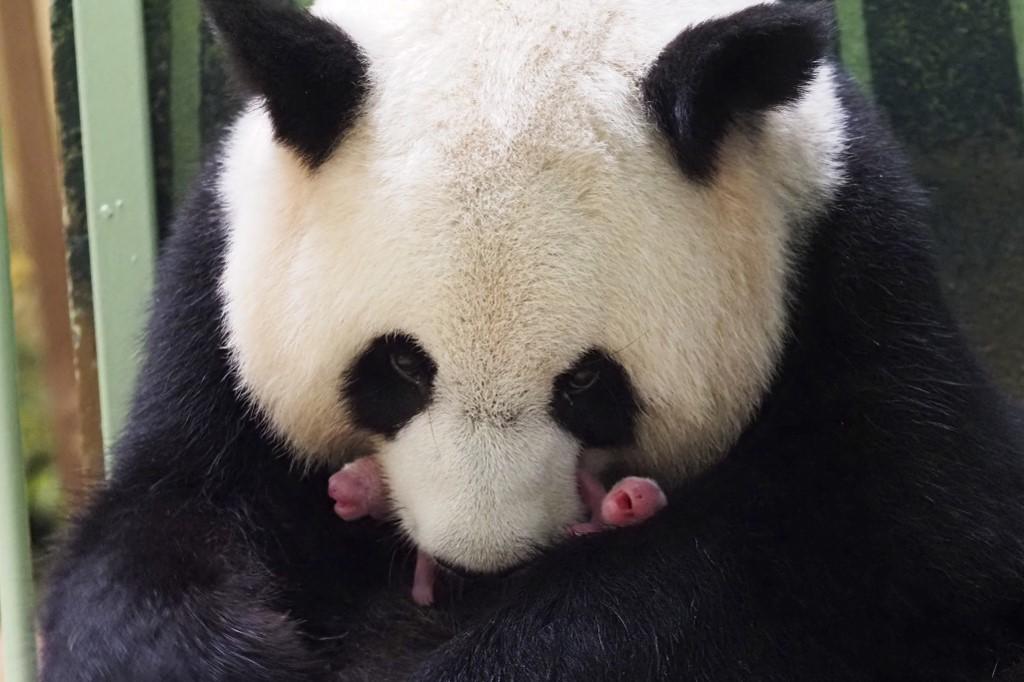 Zoo de Beauval: les jumeaux pandas sont nés