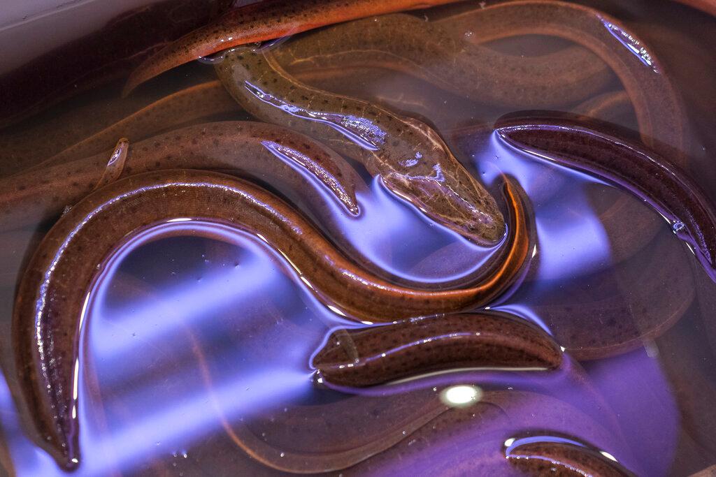 Asian swamp eels on display for sale at a market in the Chinatown neighbourhood of the Manhattan borough of New York in this Oct 13, 2020 file photo. Photo: AP