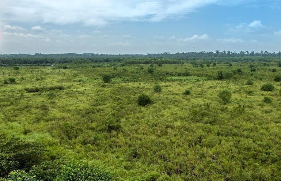Hutan Simpan Kuala Langat adalah salah satu hutan gambut yang masih kekal di Selangor. Gambar: Bernama