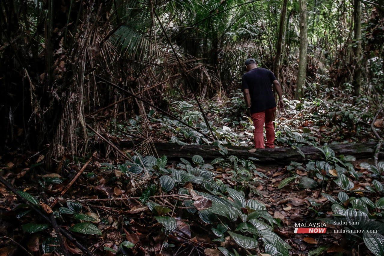 An Orang Asli man from the Temuan tribe walks through the Kuala Langat North Forest Reserve, one of the last remaining peat forests in south Selangor.
