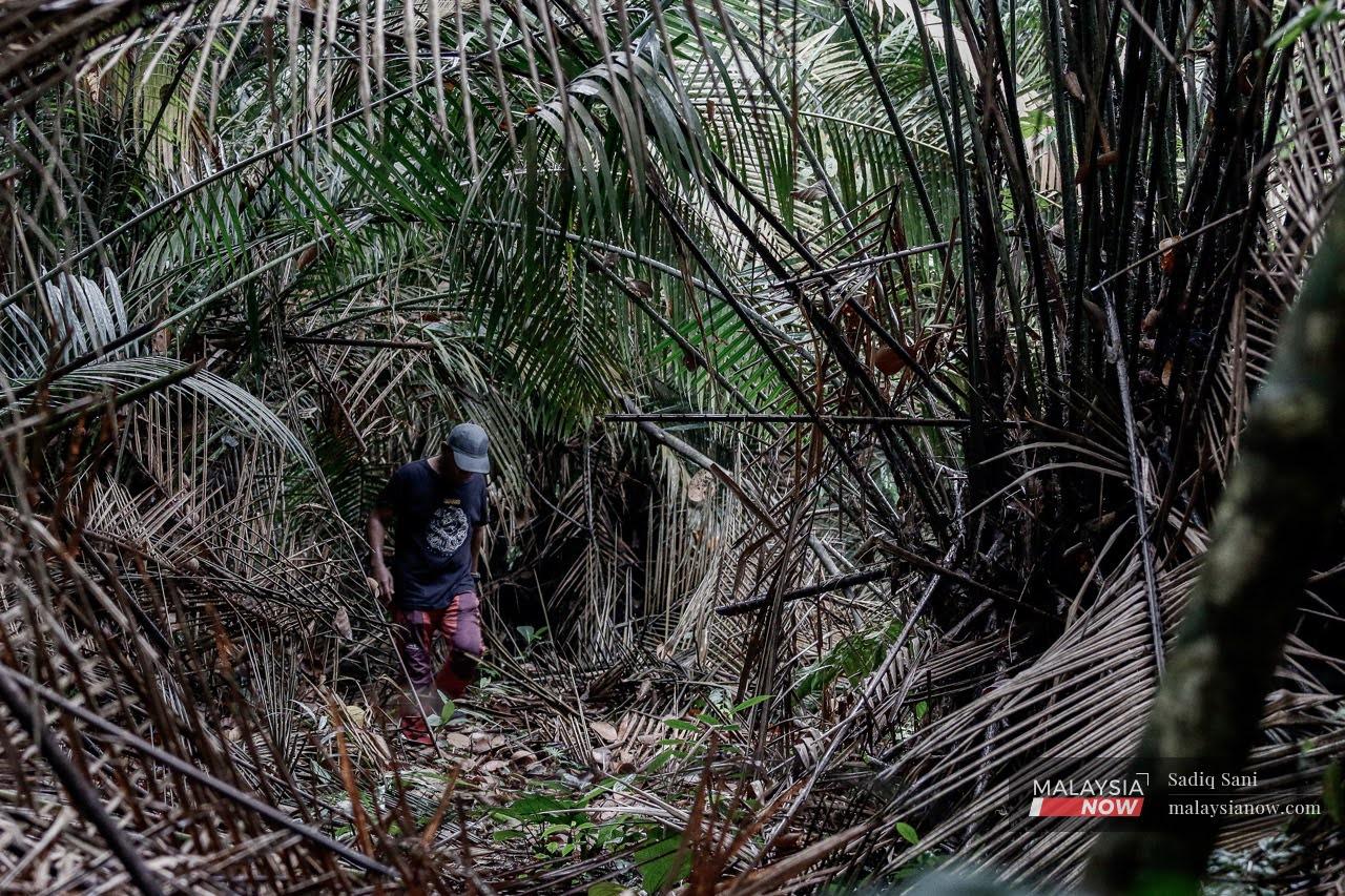 Seorang penduduk tempatan suku Temuan, Ramlan Koyok berjalan menyusuri Hutan Simpan Kuala Langat Utara.