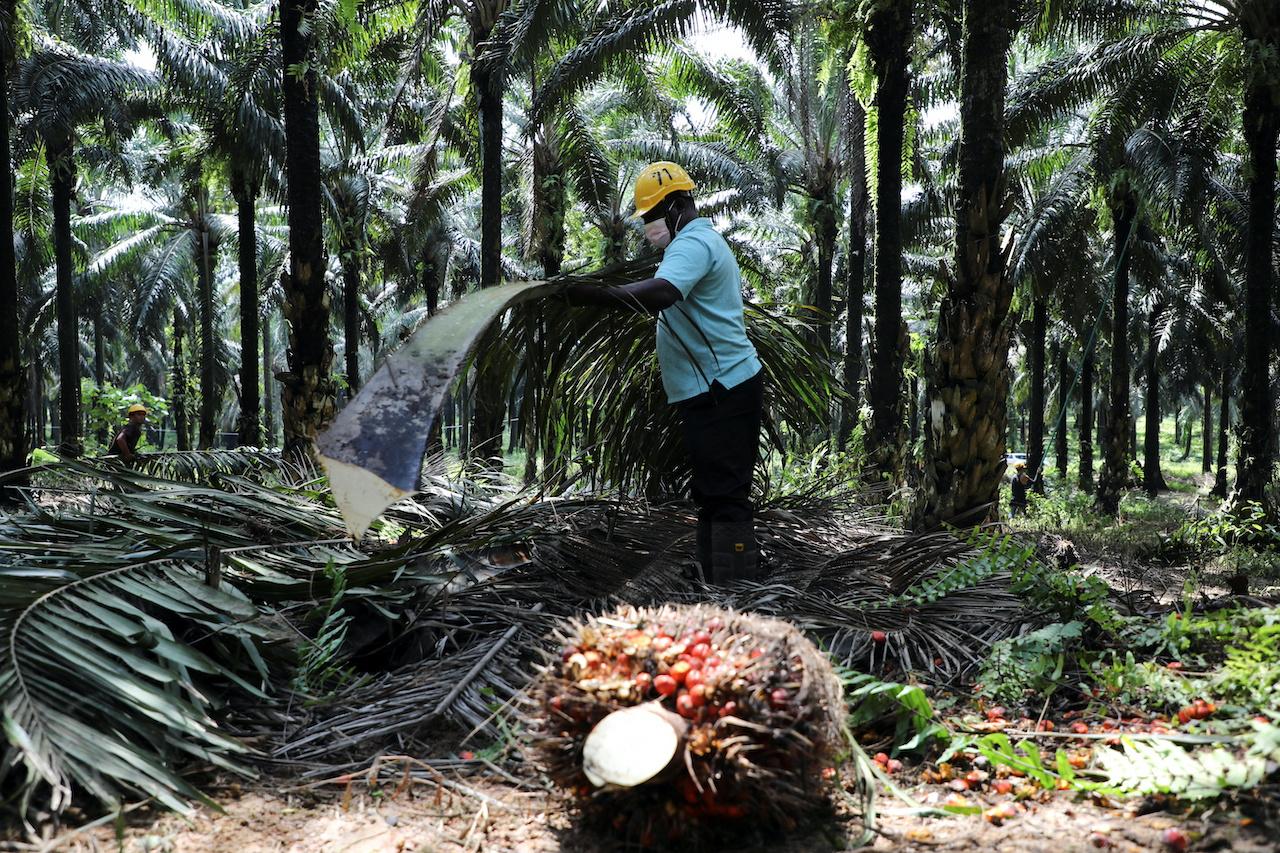 Worker tidies up oil palm branches at a plantation in Slim River